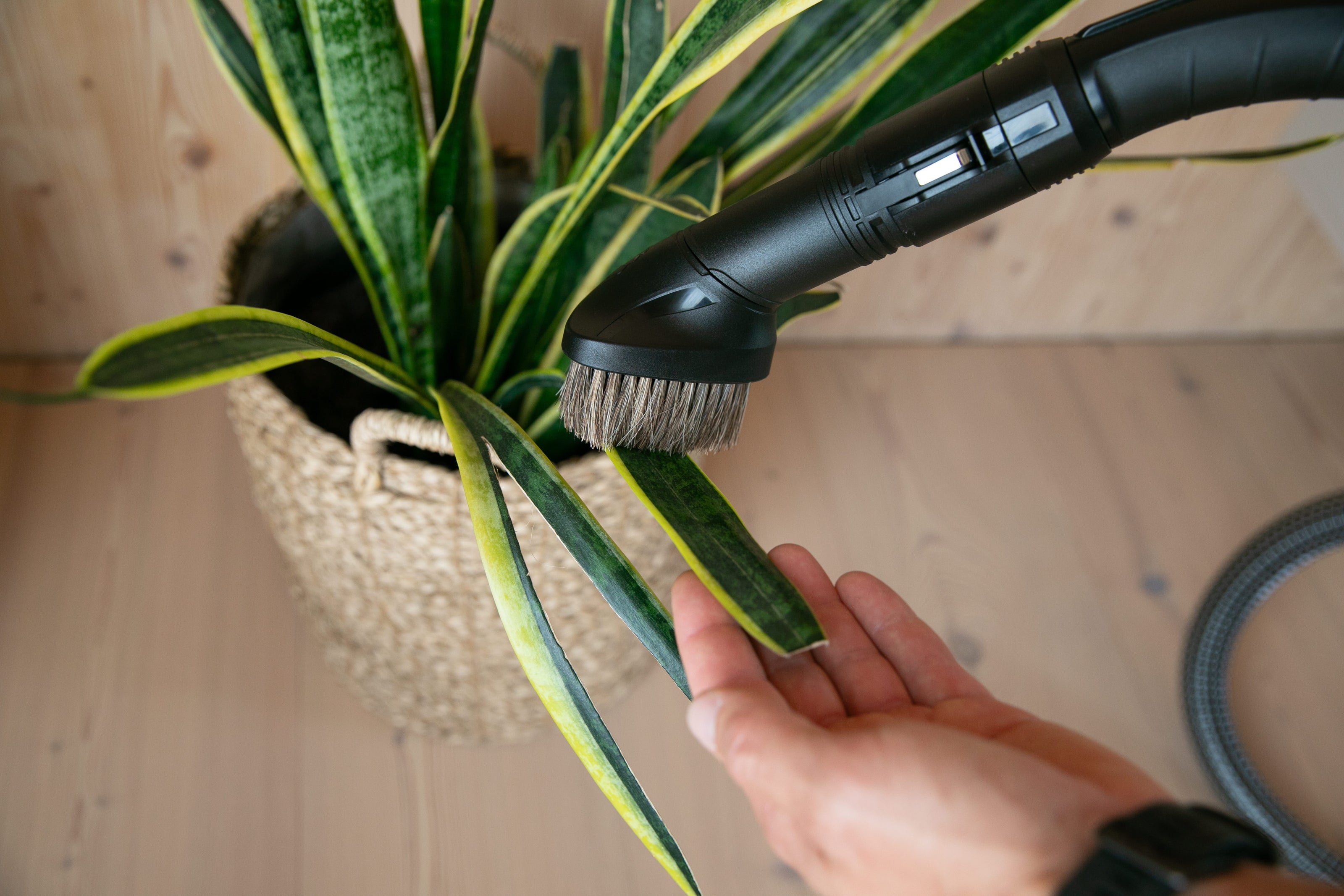 Hyla Abstauben im Wohnzimmer einfach und effizient